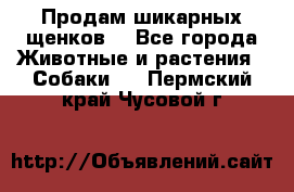 Продам шикарных щенков  - Все города Животные и растения » Собаки   . Пермский край,Чусовой г.